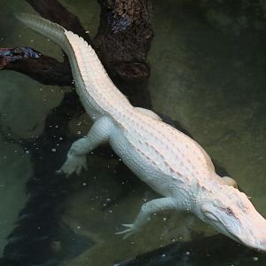 Reptiles and Amphibians - Ghosts of the Bayou - American Alligator