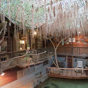 Reptiles and Amphibians - Ghosts of the Bayou - American Alligator Exhibit