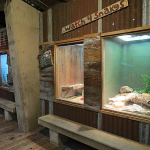 Reptiles and Amphibians - Ghosts of the Bayou - Snake and Lizard Exhibits