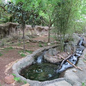 Otter Outpost - Asian Small-clawed Otter Exhibit