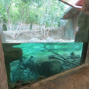 Otter Outpost - Asian Small-clawed Otter Exhibit