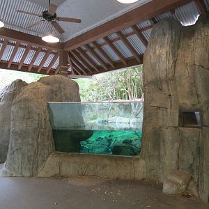 Otter Outpost - Asian Small-clawed Otter Exhibit