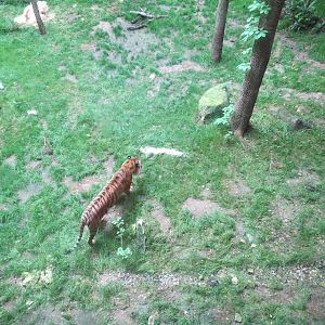Tiger Habitat - Sumatran Tiger Exhibit