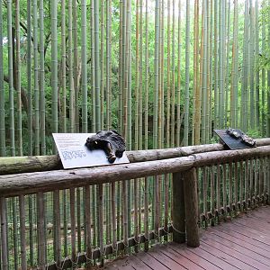 Tiger Habitat - Sumatran Tiger Exhibit