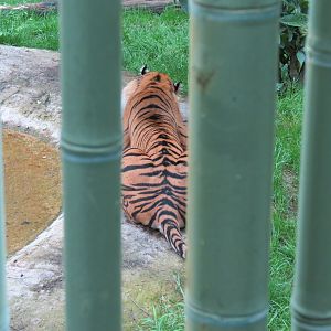 Tiger Habitat - Sumatran Tiger Exhibit