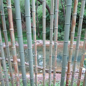 Tiger Habitat - Sumatran Tiger Exhibit