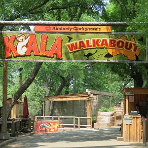 Koala Walkabout - Entry