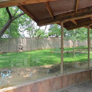 Koala Walkabout - Australian Walkabout Exhibit