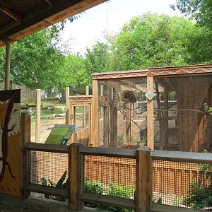 Koala Walkabout - Laughing Kookaburra Exhibit