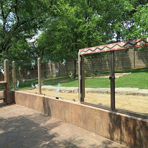 Koala Walkabout - Australian Walkabout Exhibit