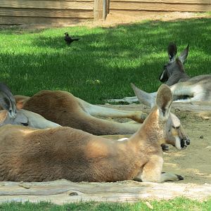 Koala Walkabout - Australian Walkabout Exhibit - Red Kangaroo