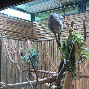 Koala Walkabout - Koala Exhibit