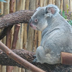 Koala Walkabout - Koala Exhibit