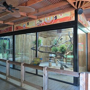 Koala Walkabout - Koala Exhibits