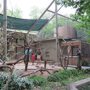 Koala Walkabout - Lorikeet Landing