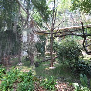 Primate Place - Allens Swamp Monkey and Mona Monkey Exhibit