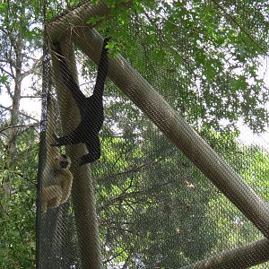 Primate Place - White-cheeked Gibbon Exhibit