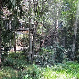 Primate Place - Bolivian Gray Titi Monkey and White-faced Saki Monkey Exhib