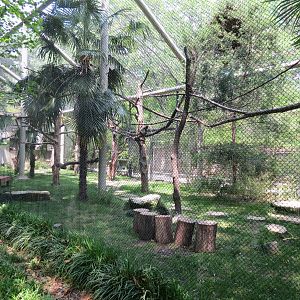 Primate Place - Central American Spider Monkey Exhibit