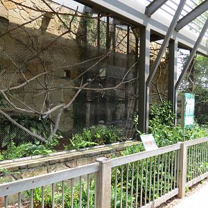 Tamarin Treetops - Cottontop Tamarin Exhibit