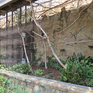Tamarin Treetops - Golden Lion Tamarin Exhibit