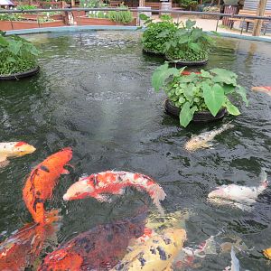 Childrens Zoo - Koi Pond