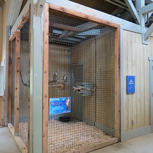 Childrens Zoo - Barn Owl Exhibit