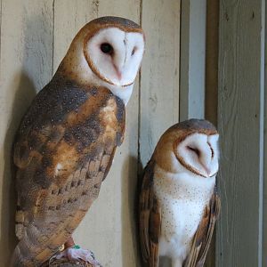 Childrens Zoo - Barn Owl