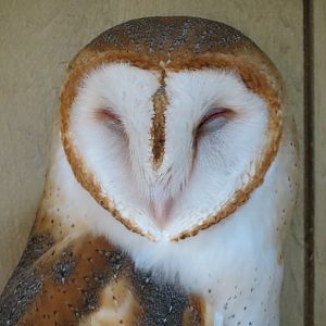 Childrens Zoo - Barn Owl