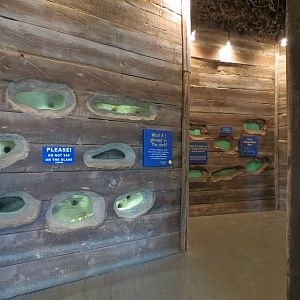 Childrens Zoo - Underzone - Naked Mole Rat Exhibit