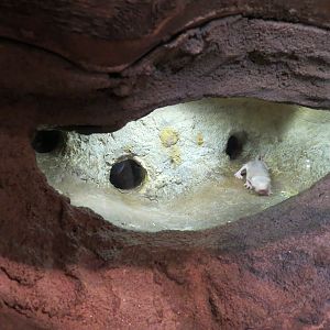 Childrens Zoo - Underzone - Naked Mole Rat Exhibit