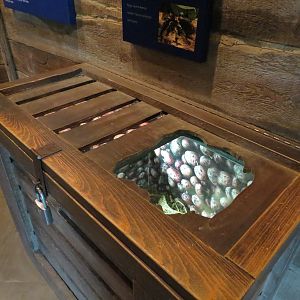 Childrens Zoo - Underzone - Costa Rican Zebra Tarantula Exhibit