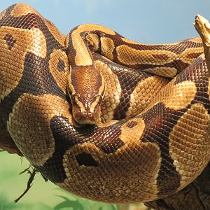 Childrens Zoo - Underzone - Ball Python