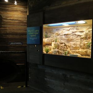 Childrens Zoo - Underzone - Shield-tailed Agama Exhibit