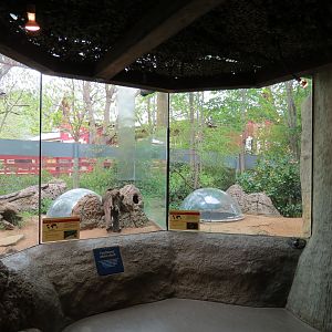 Childrens Zoo - Underzone - Dwarf Mongoose and Jacksons Hornbill Exhibit