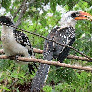 Childrens Zoo - Underzone - Jacksons Hornbill