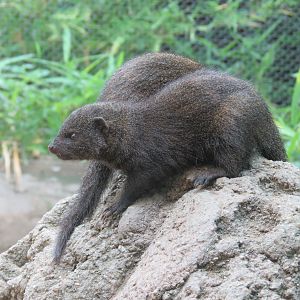 Childrens Zoo - Underzone - Dwarf Mongoose