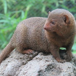 Childrens Zoo - Underzone - Dwarf Mongoose