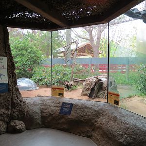 Childrens Zoo - Underzone - Dwarf Mongoose and Jacksons Hornbill Exhibit