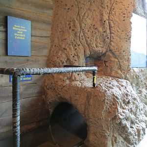 Childrens Zoo - Underzone - Dwarf Mongoose and Jacksons Hornbill Exhibit -