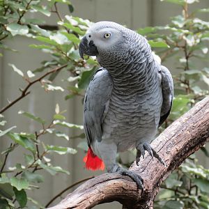 Childrens Zoo - Bird Landing - African Gray Parrot