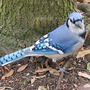 Childrens Zoo - Bird Landing - Blue Jay