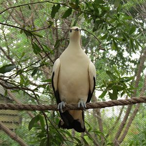Childrens Zoo - Bird Landing - Pied Imperial Pigeon