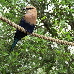 Childrens Zoo - Bird Landing - Blue-bellied Roller
