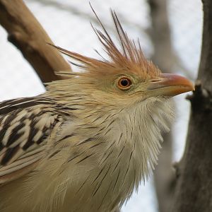 Childrens Zoo - Bird Landing - Guira Cuckoo