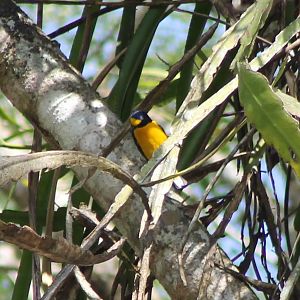 Yellow-throated euphonia