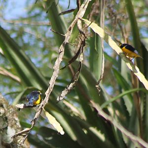 Yellow-throated euphonia's