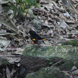 American redstart
