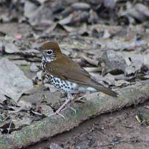 Wood thrush