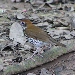 Wood thrush